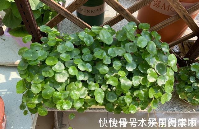 4种花要富养,根多“爱吃土”喜欢大花盆,用对了利于生长和开花