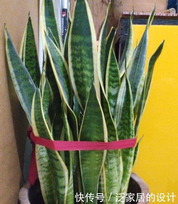 种花|4种花最适合养卫生间,没有阳光照样疯长,除异味、美环境