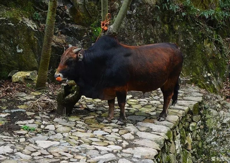 暨家寨古村秘境游