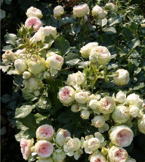 海神王|这些月季专为阳台而生,分枝多开花旺抗病性强,好养好看适合新手