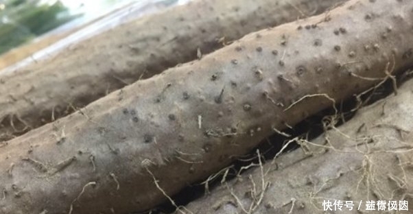 体内湿气|湿气的“死对头”,每天喝一杯,排出体内湿毒,比拔罐强多了!