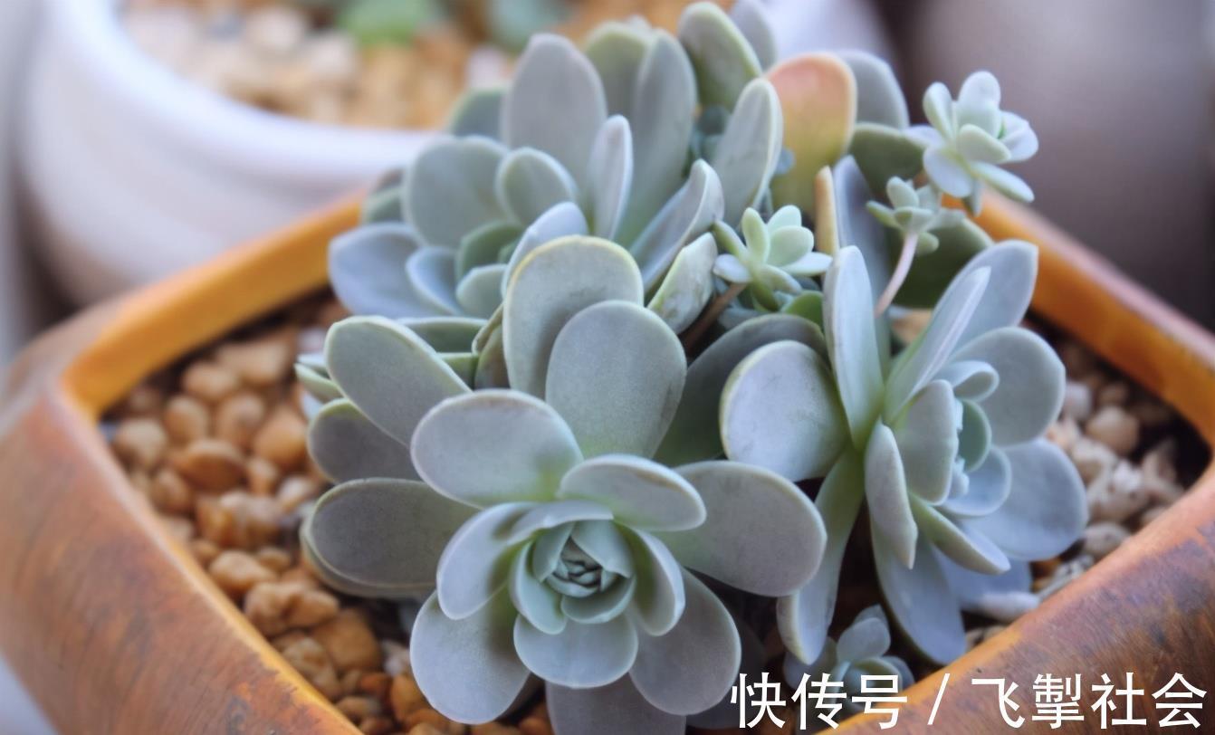 高手|这1点没做好，多肉颜值会下降！看看高手怎么处理枯叶