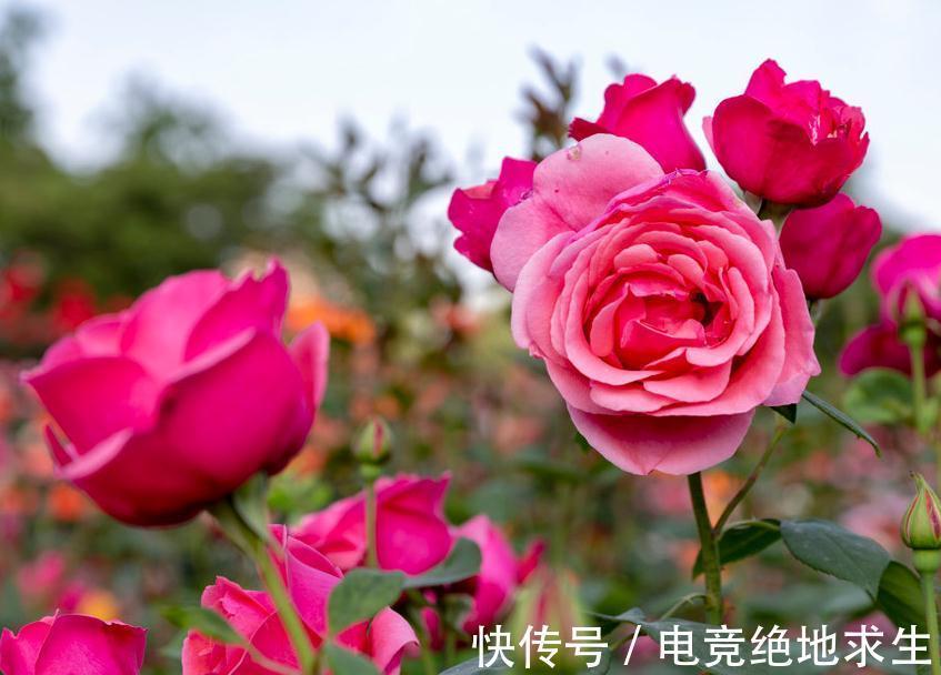 窗台|什么样的家庭环境不适合养月季,这3个条件不满足,月季很难养