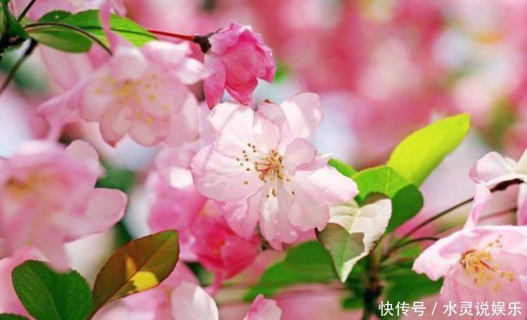 养花就养个花期长的,年年开花漂亮好闻,入手不后悔