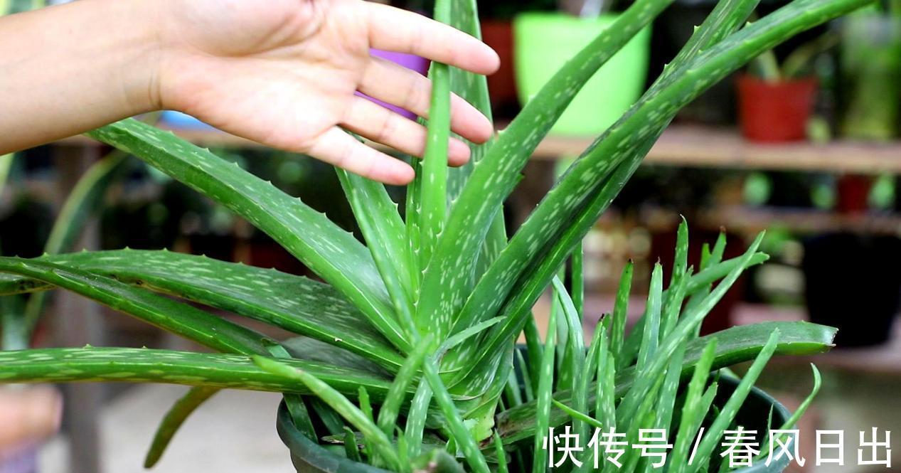 芦荟有什么用途？养护存在哪些方法技巧？