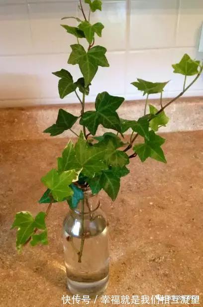 放水|4种花放水里猛长根,比土培好养100倍,一分钱不花,还很漂亮!