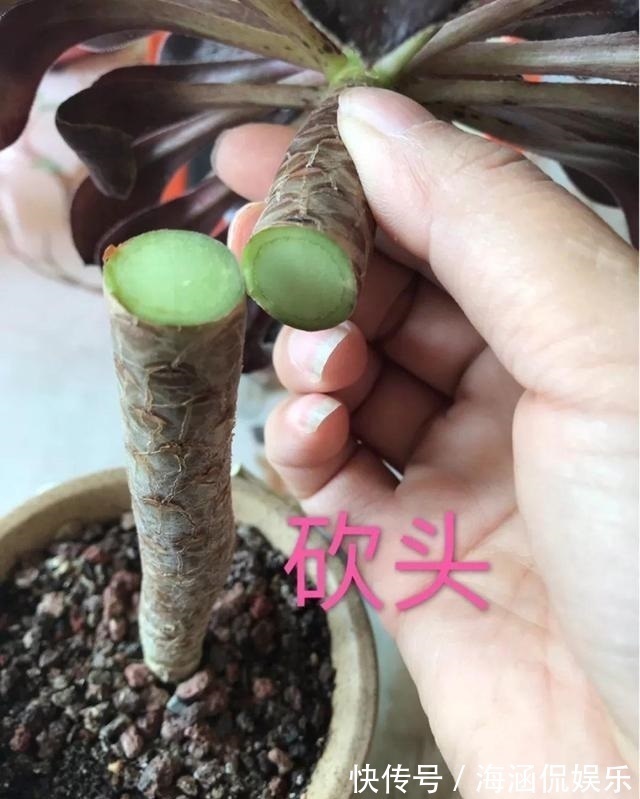 阴凉处|君子兰、多肉秋天“砍一刀”,1次冒出10个芽,几个月养爆盆