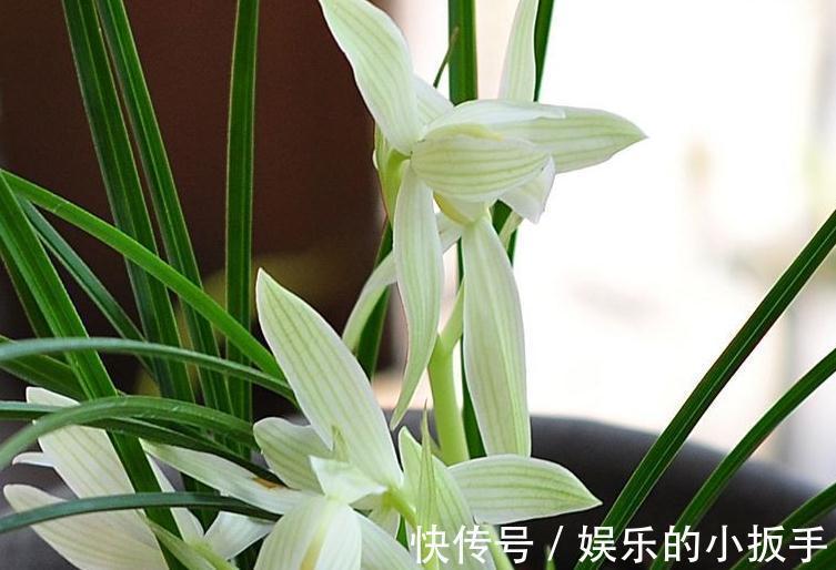 兰花焦尖怎么办,都是2种因素造成的,教你快速高效处理