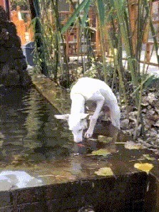 |搞笑GIF:娶了个这样的媳妇真是无语了啊,欢乐无限多呢