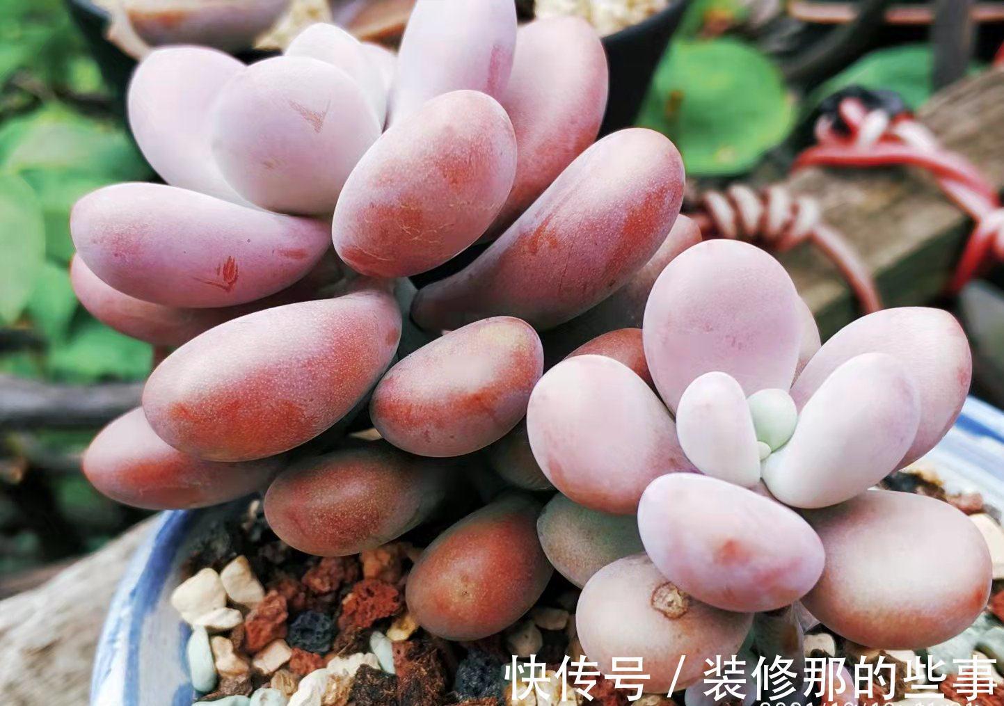 没有颗粒的多肉土易板结，而盆土板结又会对多肉造成3种不利影响