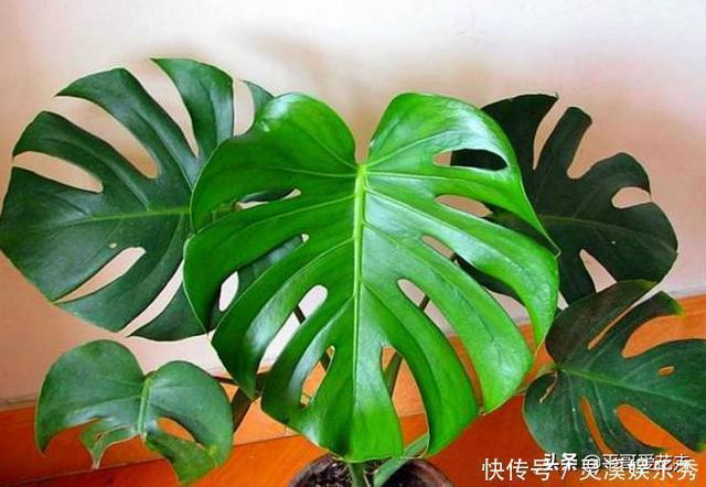 花友们|还用柳树皮、阿司匹林养花？聪明人都用“一种东西”，养啥都爆盆