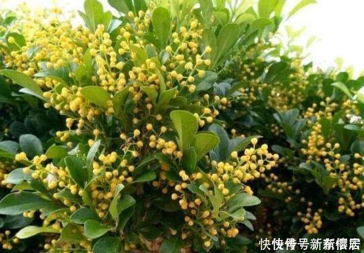 3种花养了就爆盆,好养易活开花漂亮,年年开花不断,美翻天!