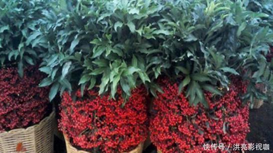 枝条|养一盆“黄金万两”,4个简单“小动作”,挂满红果果,金玉满堂