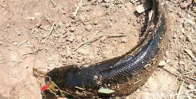 鸡肝钓鱼，只要这样用，钓肉食鱼，一钓一个准