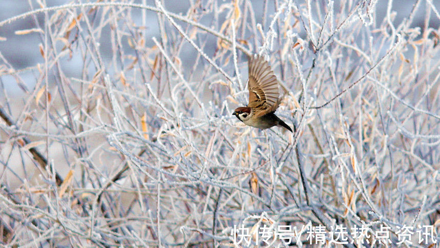 霜雪|中俄边境小城额尔古纳市迎来今年首场雾凇景观