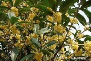 方法|如何养护桂花,盆栽桂花的养殖方法有哪些