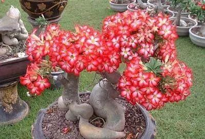 沙漠玫瑰花怎么养护？