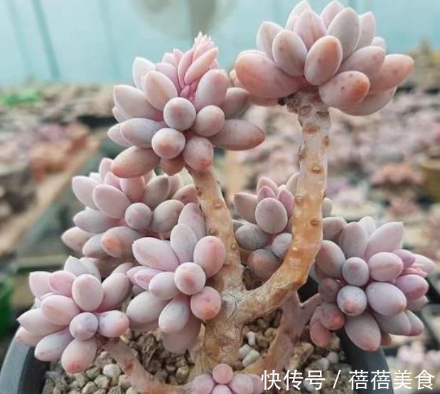 盘点6种粉色系多肉，个个长得胖乎乎，皮实好养又可爱