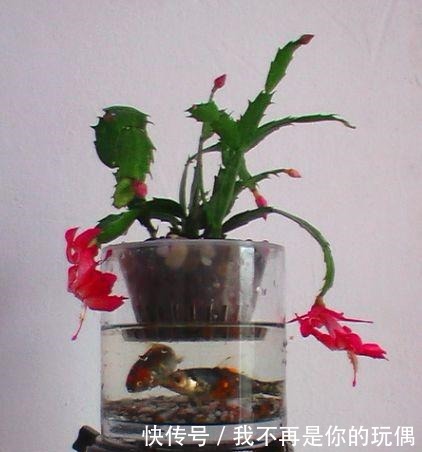 这“3种”植物在水中养,比在土壤生长“快几倍”,叶片更油绿!
