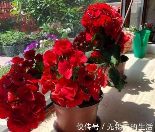 到了冬季就盆栽这7样花卉，耐寒能力强，开花美丽又喜庆