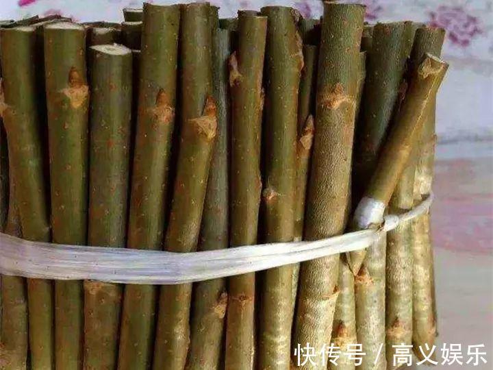 水杨酸|8种自制生根剂,扦插前抹一抹,白根冒的又快又多!