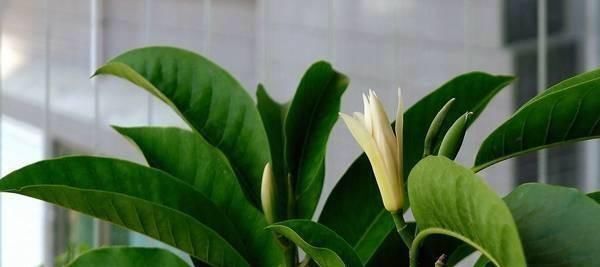 这花比茉莉还好闻,家里养一盆,花一开就是大半年