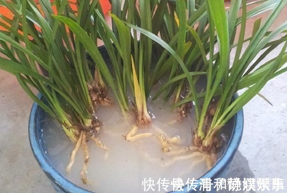 服盆|网购兰花服盆难,关键在于上盆前,简单4步服盆快,不僵苗发芽多