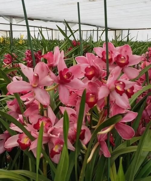 大花蕙兰养殖方法,秘诀不过4点,新手兰友可参考