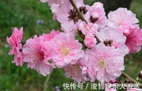 红花绿叶|花朵丰腴，色彩鲜艳，好看养眼，还能改善皮肤干燥、皱纹