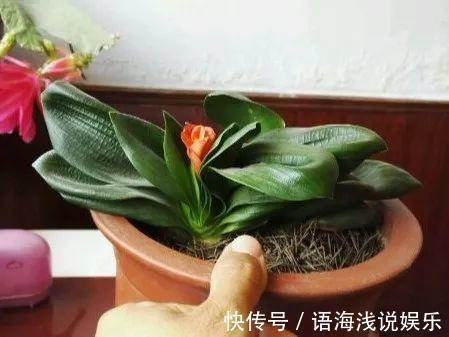 君子兰越小越值钱,养了4年,只有硬币大!