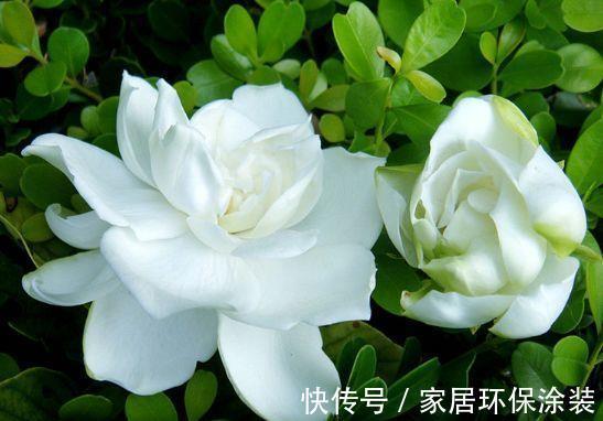 飘香|春节过后家里阳台养此款花，满屋子飘香，花开满枝头，开花能手