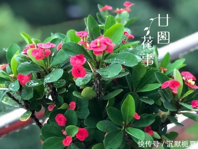 8种花“有毒”,你家可能就有一盆,养护需小心!
