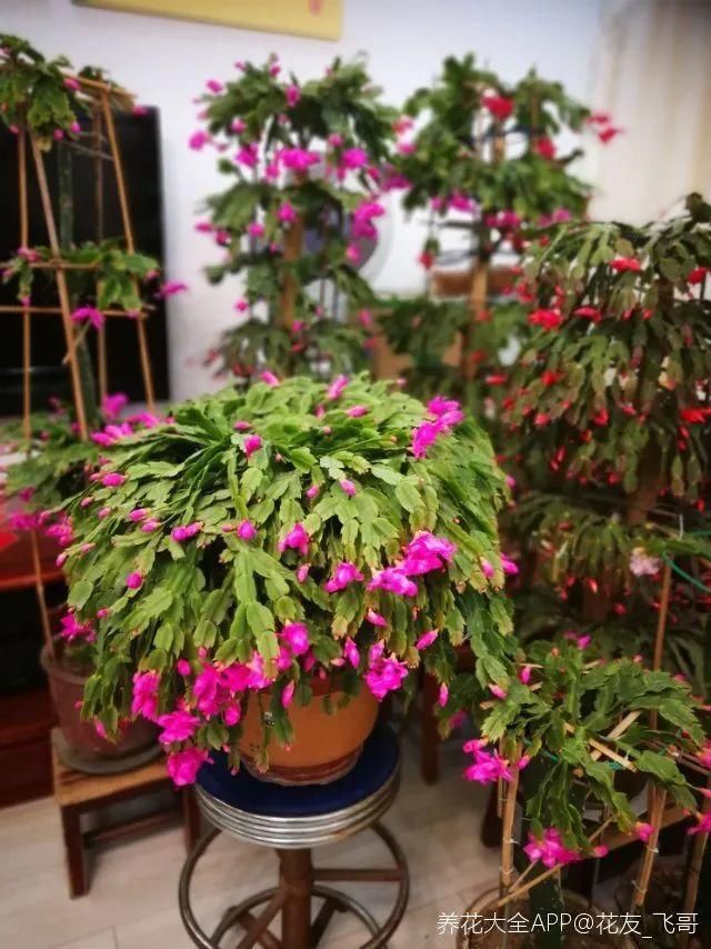 最小的盆，养最牛的花，还能开爆盆，真牛！