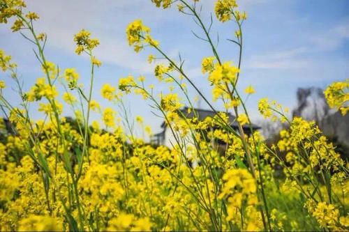 中年|成都人3月赏花攻略，8个免费宝藏地，1小时地铁公交可直达