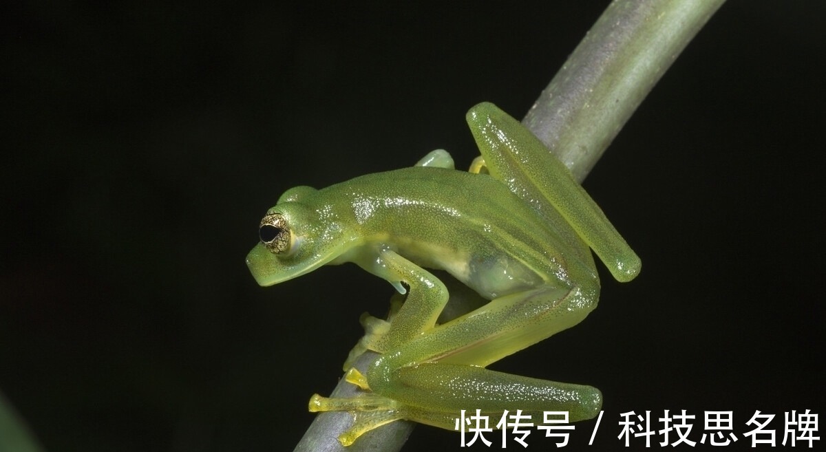 两栖动物&精雕玉琢知汝心,五脏六腑能一览无余的玻璃蛙,却是动物界好父母