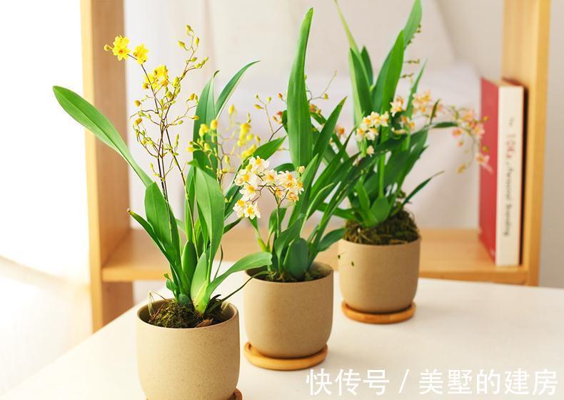 兰花中的“战斗鸡”，同时开花几百朵，满屋子都是奶香气