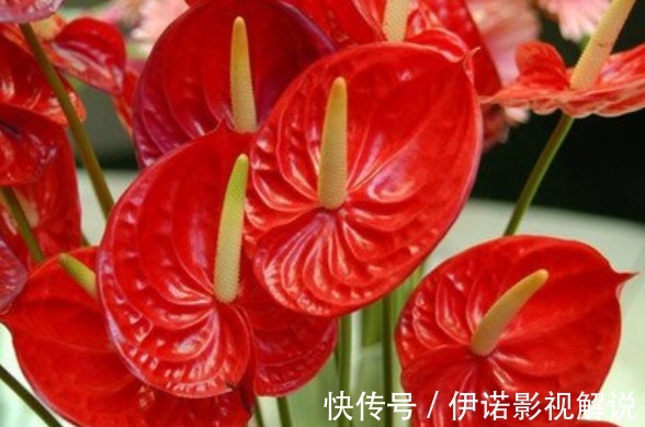 喜欢养护花卉,就选择花色艳丽、花期长,容易开花成花海的花卉