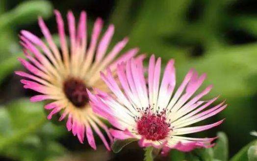 几款花卉超美的,全年开花不停,浇点水就爆长,阳台变成小花园