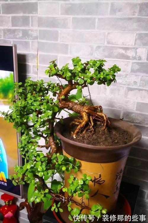 吉祥|适合家里养的“健康花”,干净健康,还吉祥,格调高雅有品味