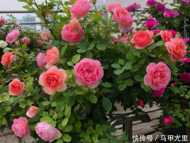 笋芽|月季压枝就能长笋芽?出笋芽是有技巧的,盲目压枝笋芽会很细弱