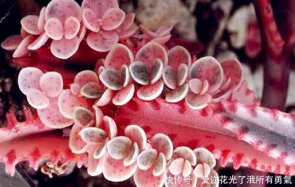 有一种不死花,一片叶子就可重生,开出来的花让很多人如痴如醉!