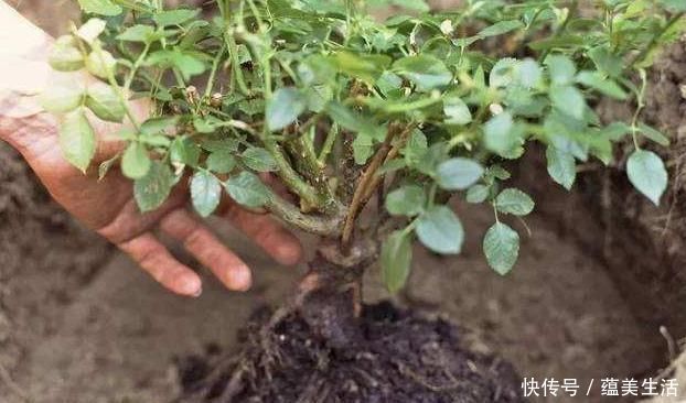 小花匠养花不死问了才知道,他只用“1种土”,难怪花都长爆了