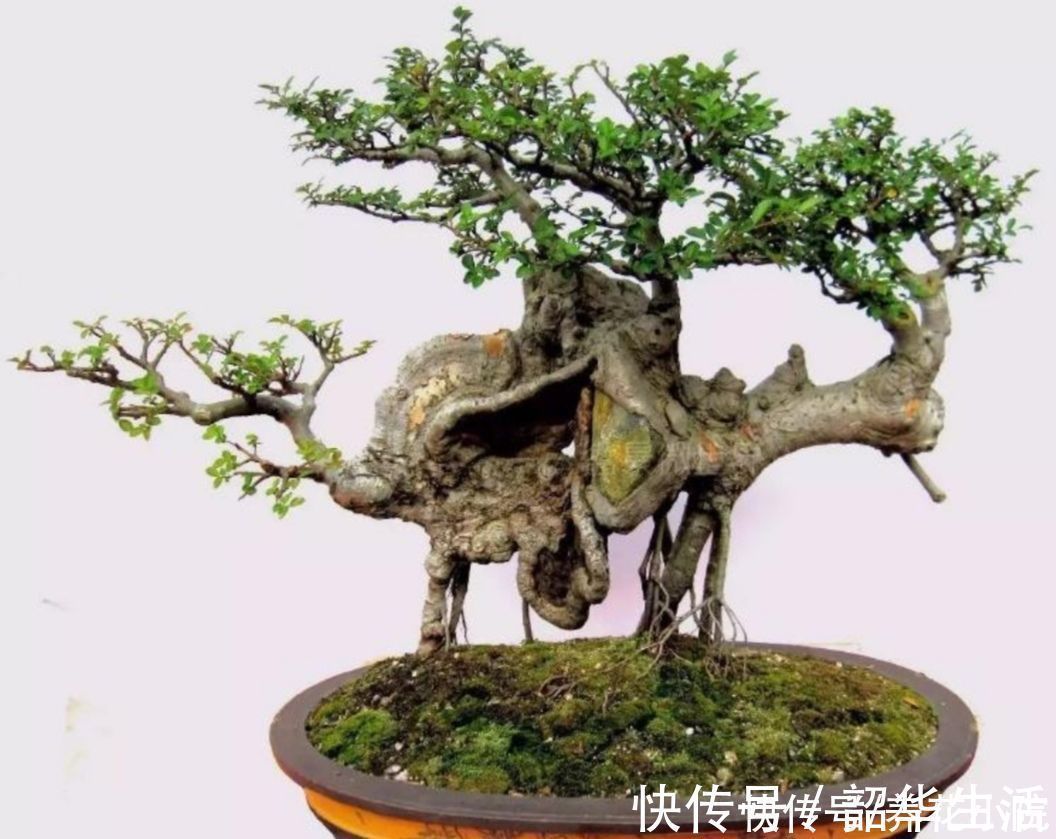 农村随处可见的2种植物，拿来做盆景，苍劲古朴，观赏性强