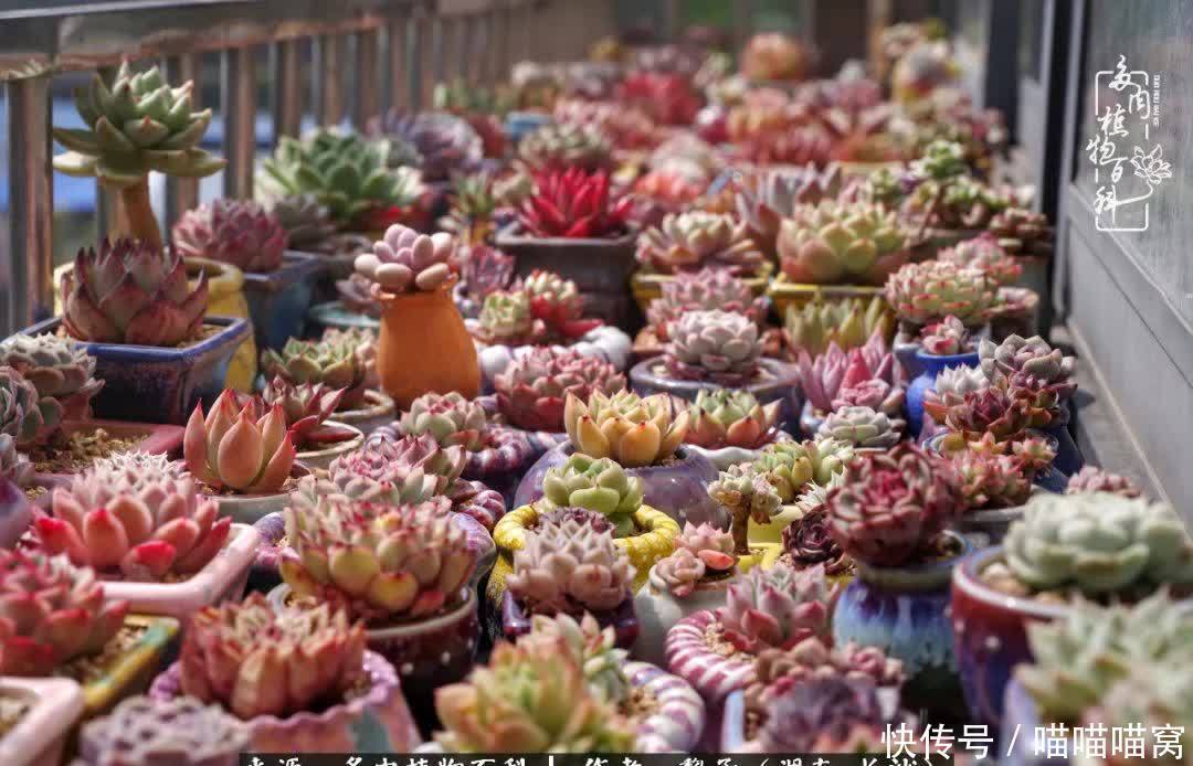 最温暖不过人间烟火,来自逆挂区的多肉!