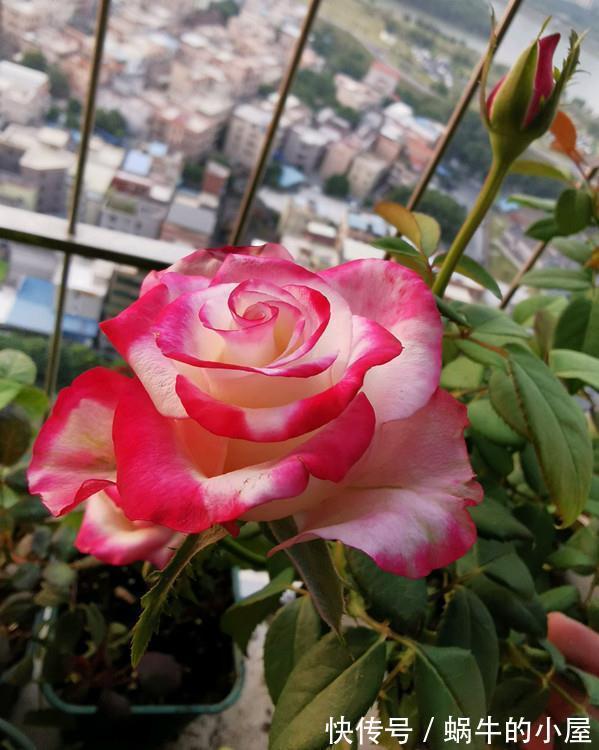 铁线莲|6种“漂亮花”,立秋后快施肥,叶片杠杠厚,花苞挤满盆