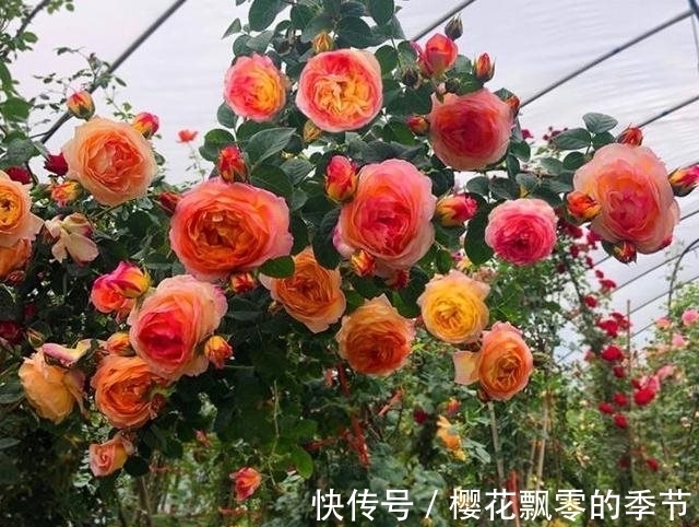 茶花|农历十一月大雪过后，养什么花？家里养3种花，大吉大利福寿安康