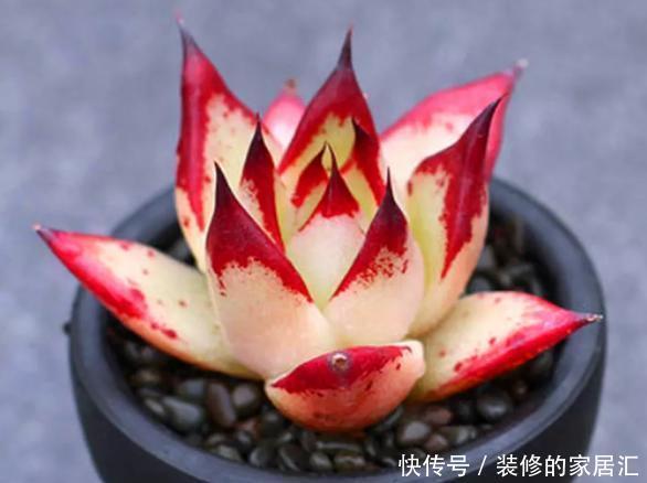 光照|怎么养护霸气侧漏的多肉乌木?需掌握3个要点!