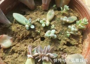 养多肉,要“贱养”,栽进沙子里,不吃不喝,美美的状态养出来