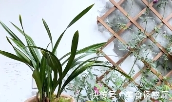 丰收|适合新手养的兰花:种植技巧,学会这几步,大获丰收不是梦