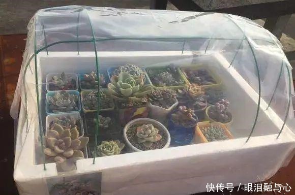 寒潮来了,害怕花受冻,赶紧这么做!寒潮来了,害怕花受冻,赶紧这么做!